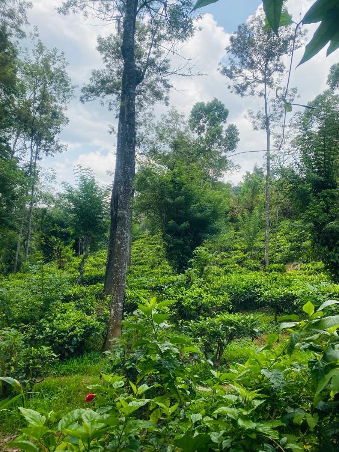 Treetops เอลลา ภายนอก รูปภาพ