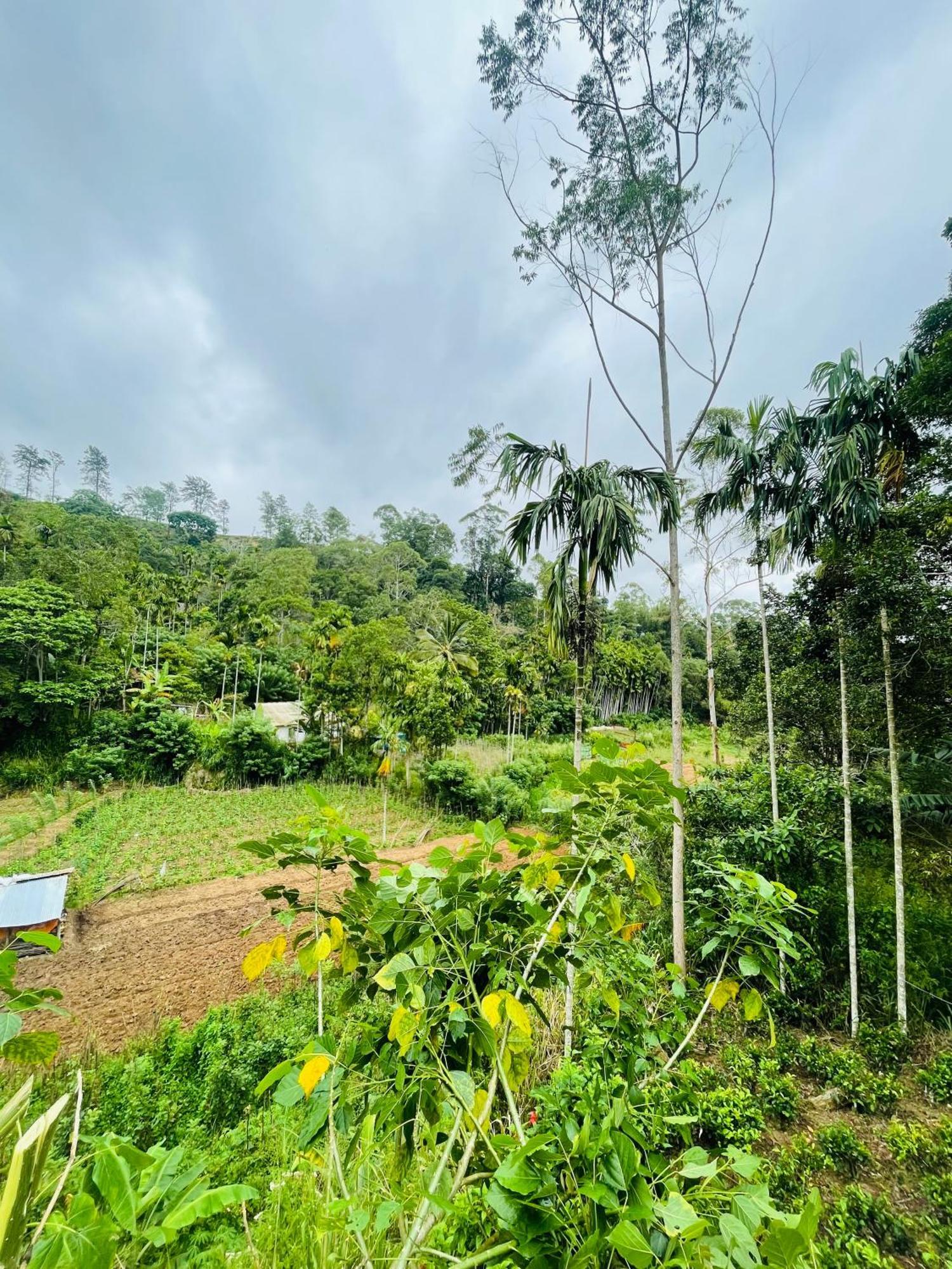 Treetops เอลลา ภายนอก รูปภาพ
